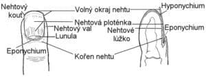Anatomie nehtu