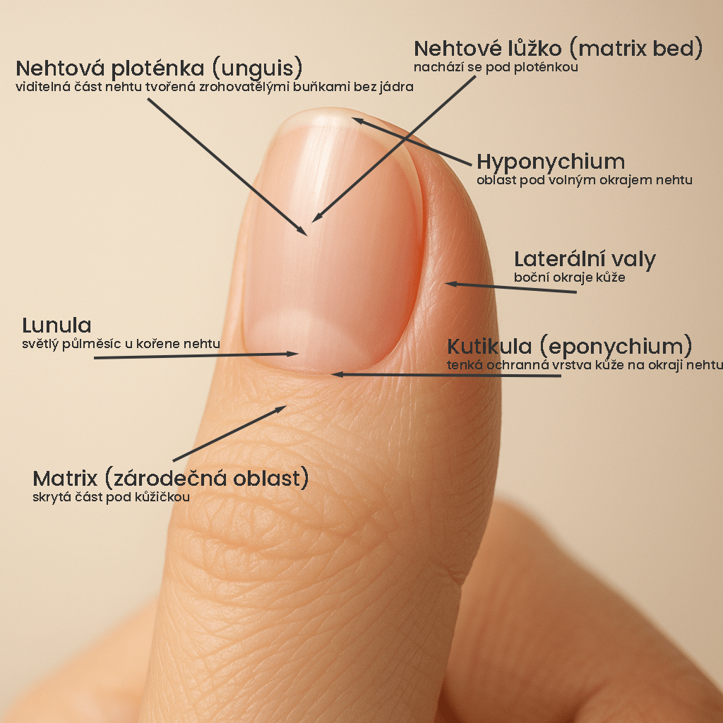 Anatomie nehtu – schéma částí nehtu s českými popisky: nehtová ploténka, lůžko, matrix, kutikula, hyponychium, laterální valy a lunula.